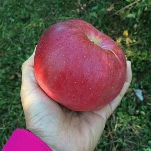 Meet your Posher, Yvette