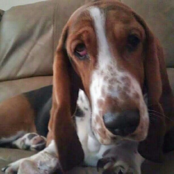 Meet your Posher, Jeanne - Picture 2 of 2