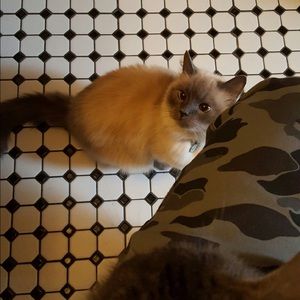 Meet your Posher, Paula