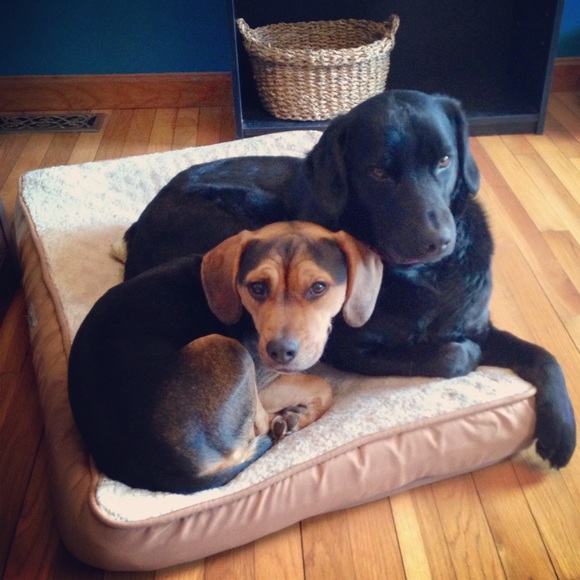 Meet your Posher, Alyssa - Picture 3 of 3