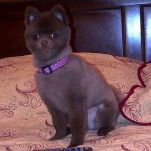 Meet your Posher, Alison