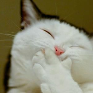 Meet your Posher, Mackenzie