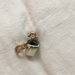 Rare flower plant Charm cheaper than on eBay