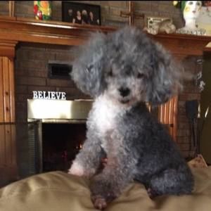 Meet your Posher, Codie