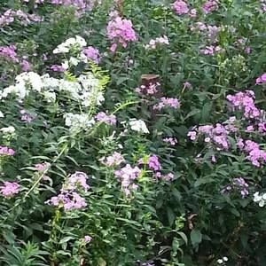 Meet your Posher, Alofa