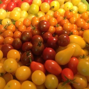 Meet your Posher, Roxanne