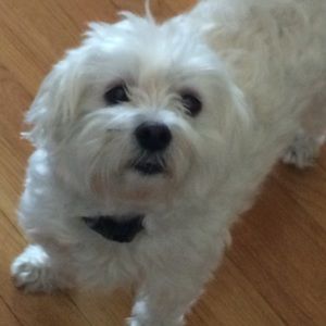 Meet your Posher, Liam