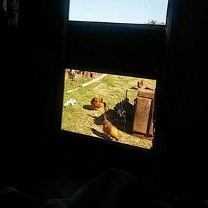 Meet your Posher, Nellie