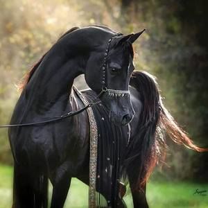 Meet your Posher, Anne