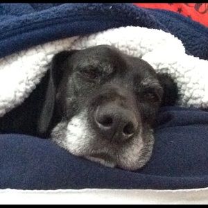 Meet your Posher, Paige