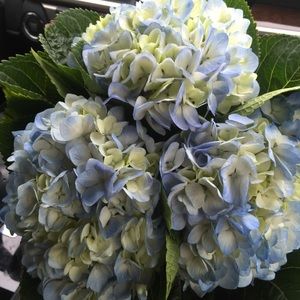 Meet your Posher, Ellen