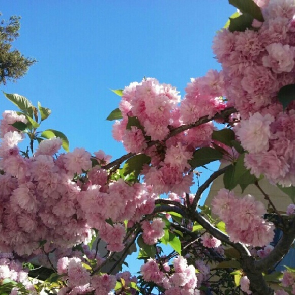 Meet your Posher, Martha?? - Picture 3 of 4