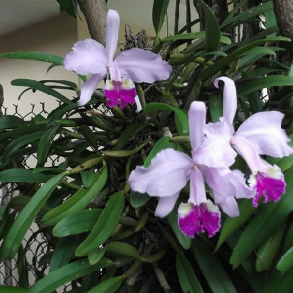 Meet your Posher, Martha?? - Picture 4 of 4