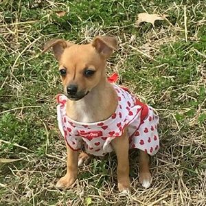 Meet your Posher, Shelly