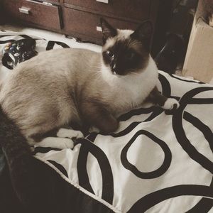 Meet your Posher, Samira