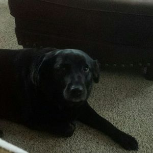 Meet your Posher, Carlie