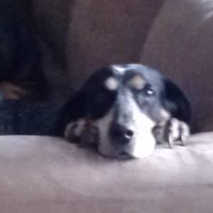 Meet your Posher, Heidi