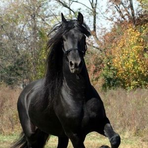 Meet your Posher, Kellie