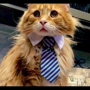 Meet your Posher, Diana