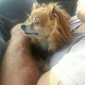 Meet your Posher, Joe