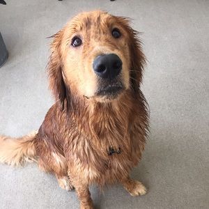 Meet your Posher, Holly