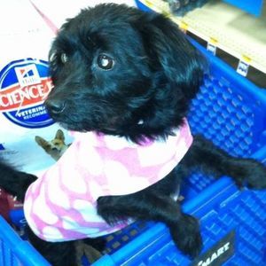 Meet your Posher, Tj