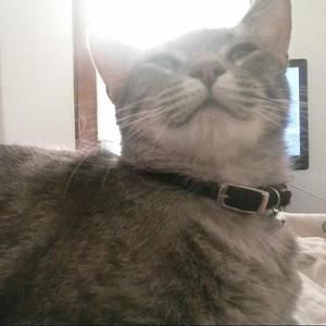 Meet your Posher, Strider