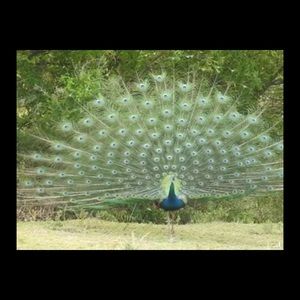 Meet your Posher, Cindee