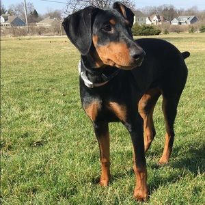 Meet your Posher, Riley