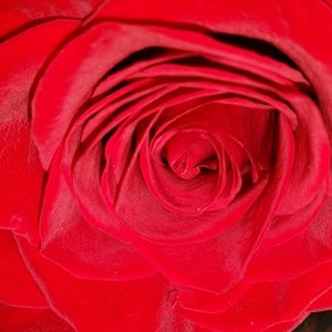 Meet your Posher, Shanda