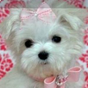 Meet your Posher, Wanda