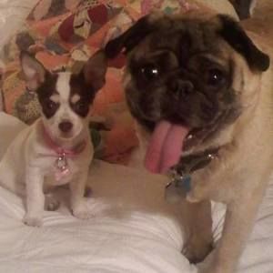 Meet your Posher, Joyce