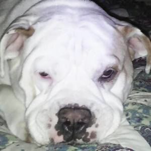 Meet your Posher, Joyce