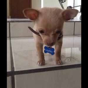 Meet your Posher, Adriana