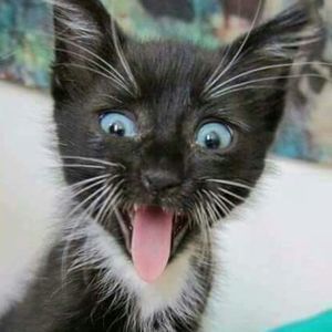 Meet your Posher, Dana