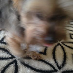 Meet your Posher, Diane