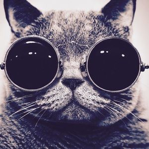 Meet your Posher, Alice