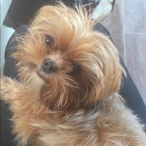 Meet your Posher, Morgan