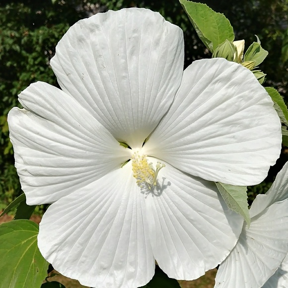 Meet your Posher, Mary - Picture 2 of 2