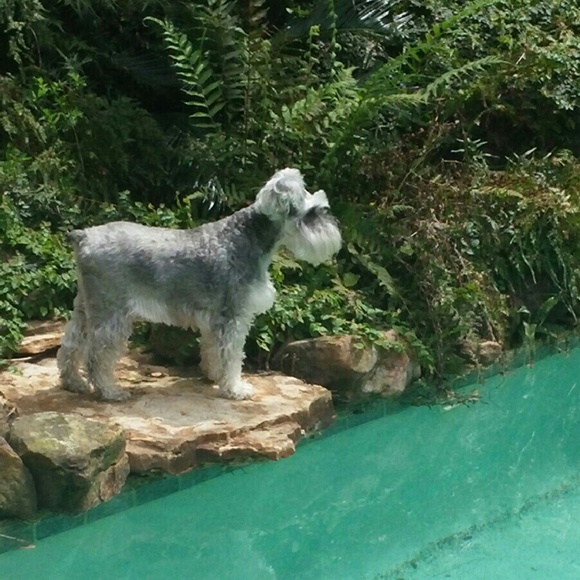 Meet your Posher, Allison - Picture 2 of 3