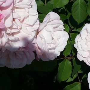 Meet your Posher, Nerine