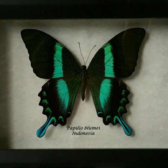 Handmade Real exotic framed butterfly