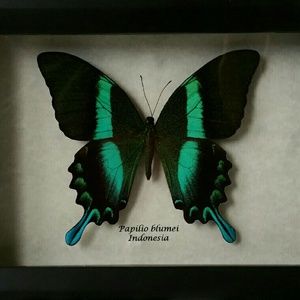 Handmade Real exotic framed butterfly