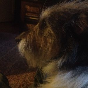 Meet your Posher, Dennis