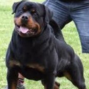 Meet your Posher, Patricia