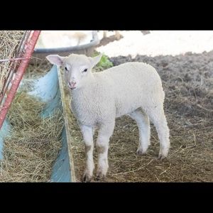 Meet your Posher, Kaylin