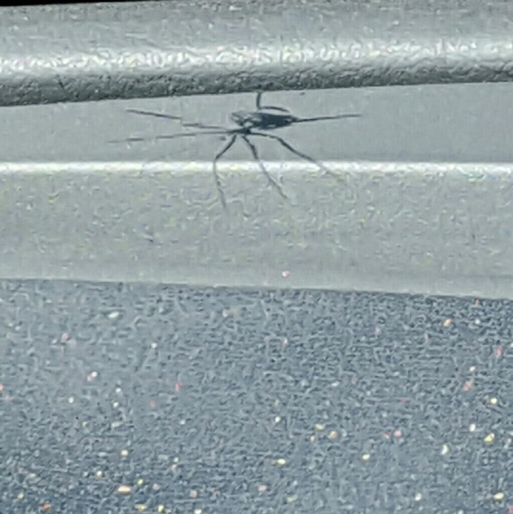 Meet your Posher, Taco - Picture 1 of 1