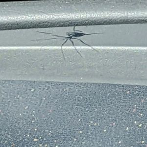 Meet your Posher, Taco