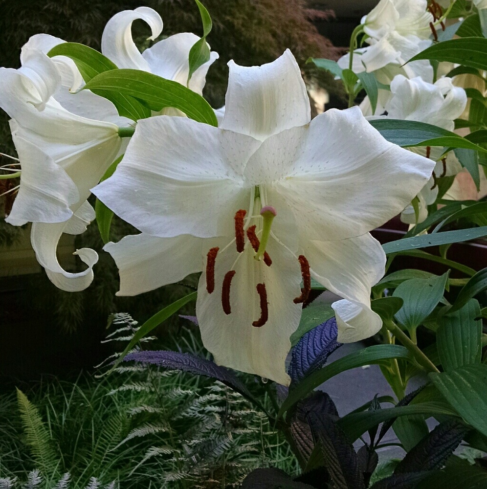 Meet your Posher, Lacy