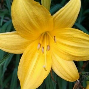 Meet your Posher, Colleen